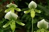 grønn Blomst Tøffelen Orkideer bilde (Urteaktig Plante)