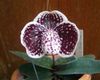 claret Blomst Tøffel Orkideer foto (Urteagtige Plante)