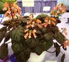 oranžs Zieds Smithiantha foto (Zālaugu Augs)