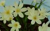 hvid Blomst Sparaxis foto (Urteagtige Plante)