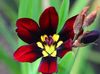 ბორდო ყვავილების Sparaxis ფოტო (ბალახოვანი მცენარე)