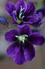 violet Floare Produsului Sparaxis fotografie (Planta Erbacee)