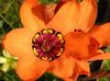 oranžový Kvetina Sparaxis fotografie (Trávovitý)
