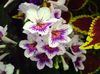 bijela Cvijet Strep foto (Zeljasta Biljka)