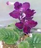 violetti Kukka Strep kuva (Ruohokasvi)
