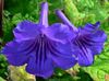 donkerblauw Bloem Streptokokken foto (Kruidachtige Plant)