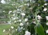 balts Podu Ziedu Taitiešu Līgavas Plīvurs foto (Zālaugu Augs)