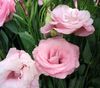 rosa Blume Texas Bluebell, Lisianthus, Tulpe Enzian foto (Grasig)