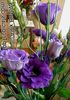 donkerblauw Bloem Texas Klokje, Lisianthus, Tulp Gentiaan foto (Kruidachtige Plant)