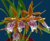 narancs  Tigris Orchidea, Gyöngyvirág Orchidea fénykép (Lágyszárú Növény)