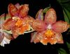 piros  Tigris Orchidea, Gyöngyvirág Orchidea fénykép (Lágyszárú Növény)