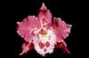 růžový Květina Tiger Orchidej, Konvalinka Orchidej fotografie (Bylinné)