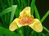 gelb Blume Tigridia, Mexikanische Shell-Blume foto (Grasig)