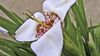weiß Blume Tigridia, Mexikanische Shell-Blume foto (Grasig)