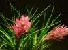 ვარდისფერი ყვავილების Tillandsia ფოტო (ბალახოვანი მცენარე)