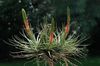 rood Bloem Tillandsia foto (Kruidachtige Plant)
