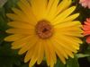 κίτρινος λουλούδι Transvaal Μαργαρίτα φωτογραφία (Ποώδη)