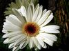 alb Floare Daisy Transvaal fotografie (Planta Erbacee)
