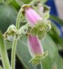 сиреневый Цветок Колерия фото (Травянистые)
