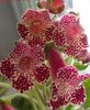 бордовий Квітка Колерія фото (Трав'яниста)