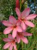 rožinis Puodo gėlė Tritonia nuotrauka (Žolinis Augalas)