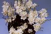 hvit Pot Blomst Tritonia bilde (Urteaktig Plante)