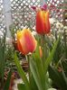 rdeča Cvet Tulipan fotografija (Travnate)