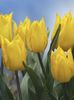 żółty Kwiat Tulipan zdjęcie (Trawiaste)