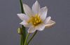 blanco Flor Tulipán foto (Herbáceas)