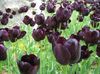 бардовы Кветка Цюльпан фота (Травяністая)