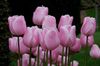 rožinis žiedas Tulpė nuotrauka (Žolinis Augalas)