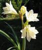 hvid Blomst Vallota foto (Urteagtige Plante)