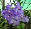 lichtblauw Bloem Vanda foto (Kruidachtige Plant)