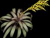 dzeltens Zieds Vriesea foto (Zālaugu Augs)