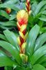 geel Bloem Vriesea foto (Kruidachtige Plant)