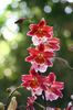 rosso Vaso di fiori Vuylstekeara-Cambria foto (Erbacee)