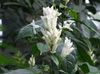 blanco Flor Velas Blancas, Whitefieldia, Withfieldia, Whitefeldia foto (Arbustos)