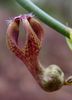 бордовий Квітка Церопегія фото (Ампельноє)