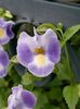 lilac Flower Wishbone flower, Ladys slipper, Blue wing photo (Hanging Plant)
