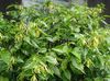 黄 盆花 依兰，香水树，香奈儿5号树，ilang-Ilang，maramar 照片 
