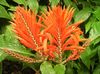оранжевый Комнатный цветок Афеландра фото (Кустарники)