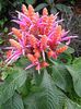 розе Цвет Зебра Биљка, Наранџаста Шкампи Биљка фотографија (Грмови)