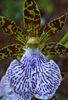 világoskék Virág Zygopetalum fénykép (Lágyszárú Növény)