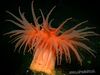 anemones Actinostola Chilensis