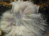 ვარდისფერი მძივები ზღვის Anemone (Ordinari Anemone)