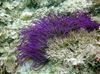 љубичаста Анемонес Beaded Sea Anemone (Ordinari Anemone) фотографија