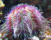 Bicoloured Sea Urchin (Red Sea Urchin)