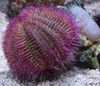 corcra Urchin Farraige Bicoloured (Urchin Farraige Dearg) grianghraf