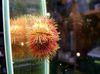 red Bicoloured Sea Urchin (Red Sea Urchin)