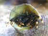 Negru Pustnic Crab (Galben-Footed Hermit Crab)